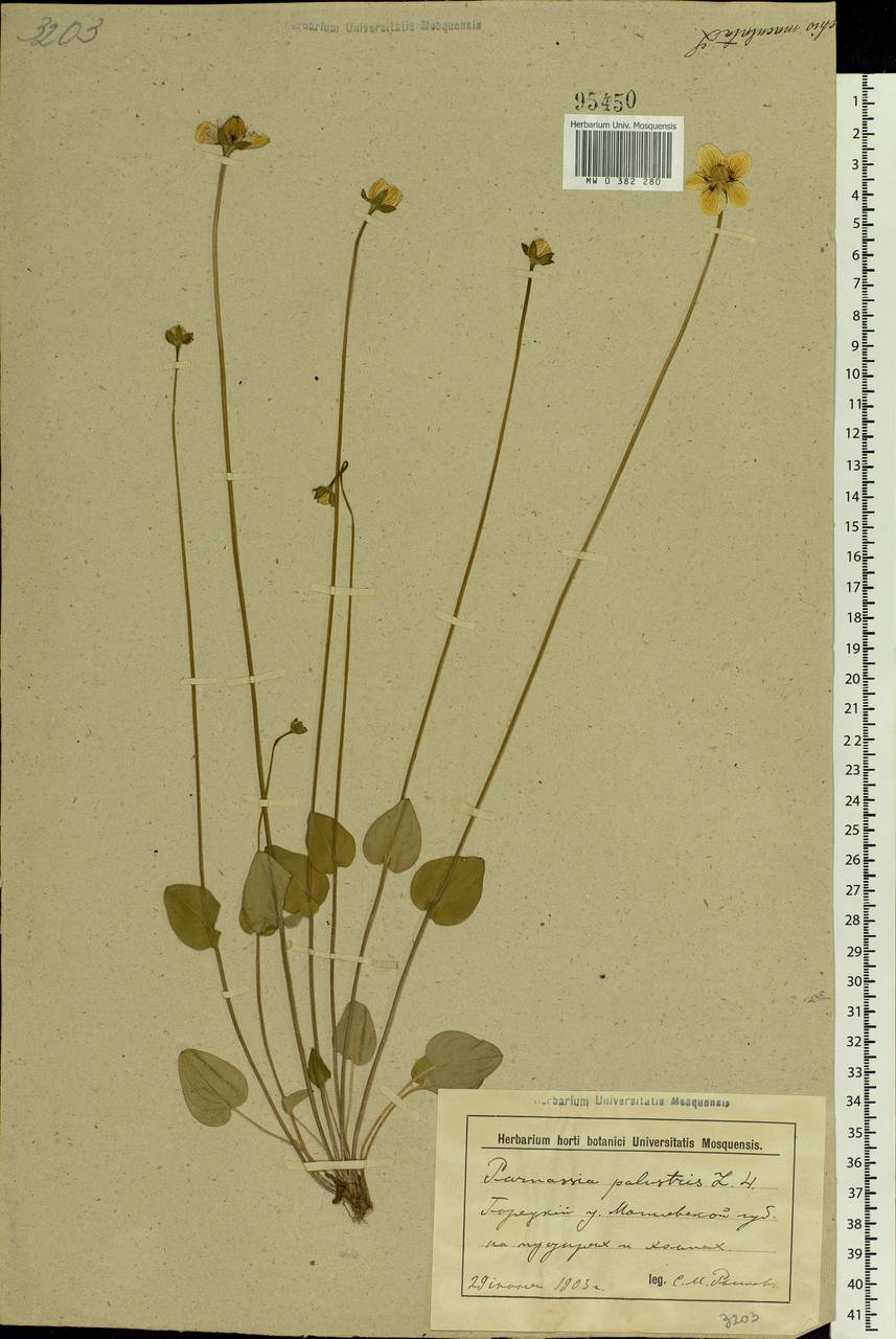 Parnassia palustris L., Eastern Europe, Belarus (E3a) (Belarus)
