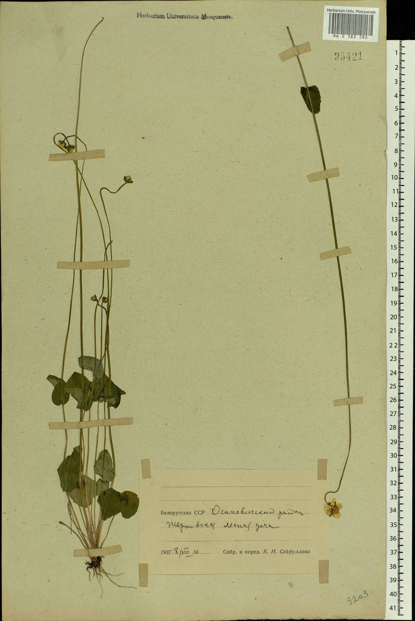 Parnassia palustris L., Eastern Europe, Belarus (E3a) (Belarus)