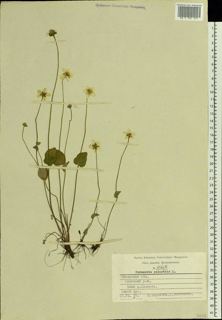 Parnassia palustris L., Eastern Europe, Central region (E4) (Russia)