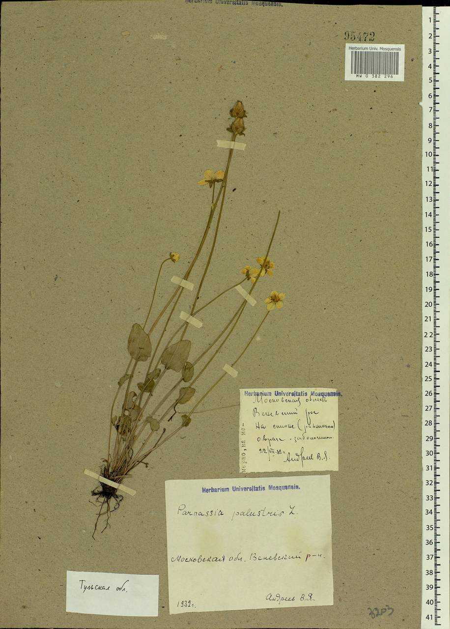 Parnassia palustris L., Eastern Europe, Central region (E4) (Russia)