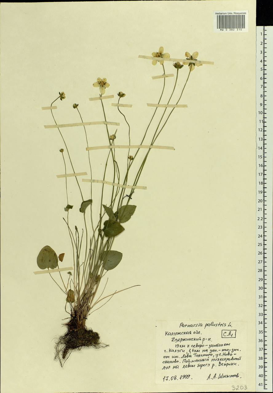 Parnassia palustris L., Eastern Europe, Central region (E4) (Russia)