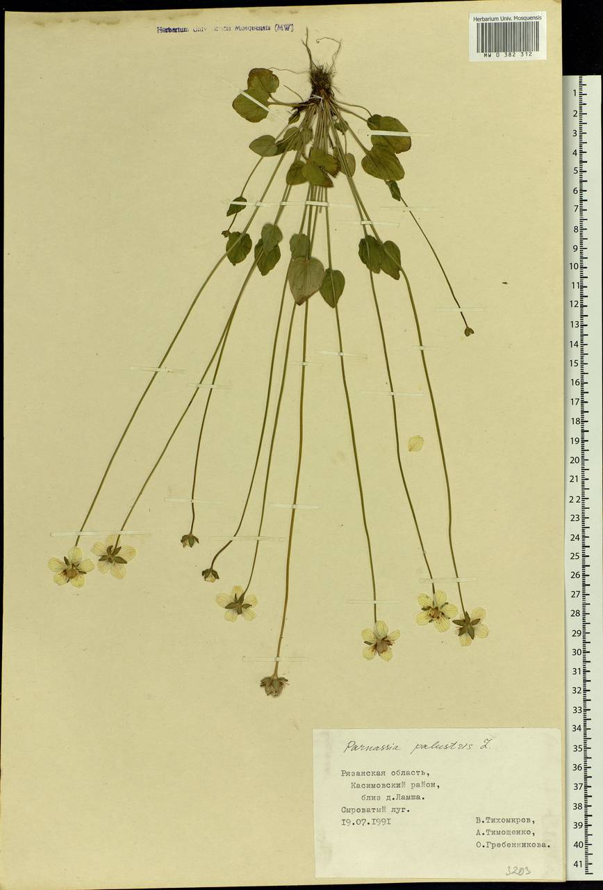 Parnassia palustris L., Eastern Europe, Central region (E4) (Russia)