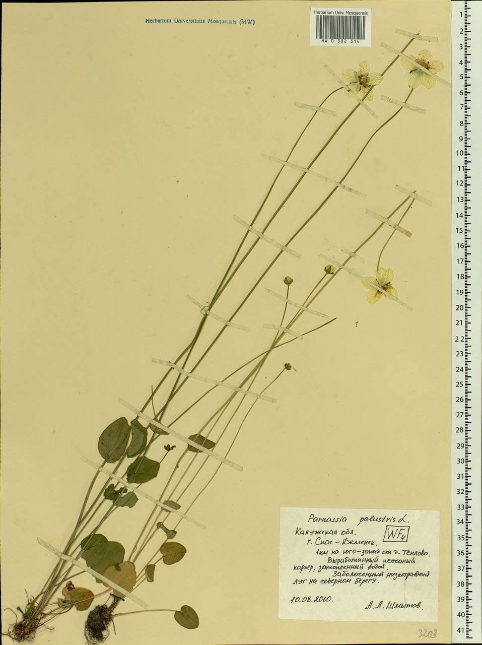 Parnassia palustris L., Eastern Europe, Central region (E4) (Russia)