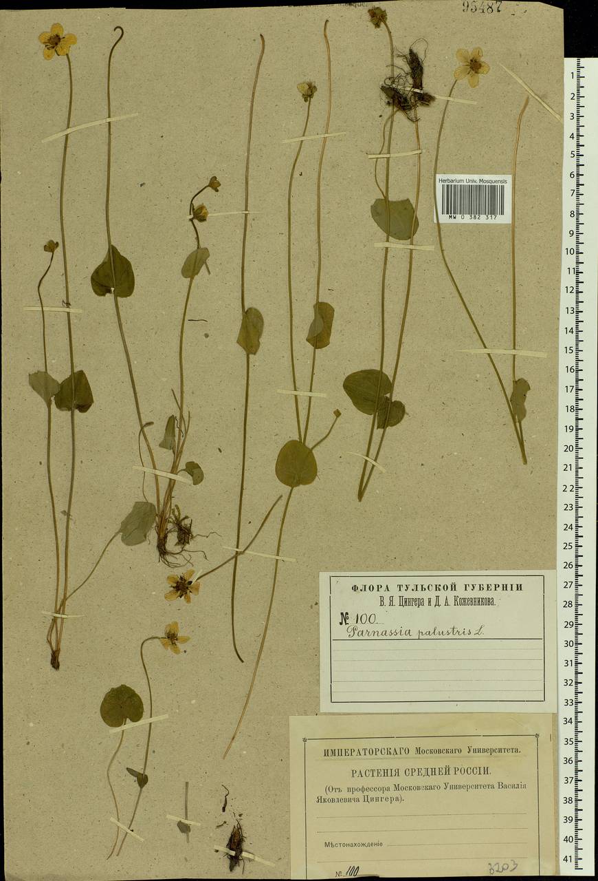 Parnassia palustris L., Eastern Europe, Central region (E4) (Russia)