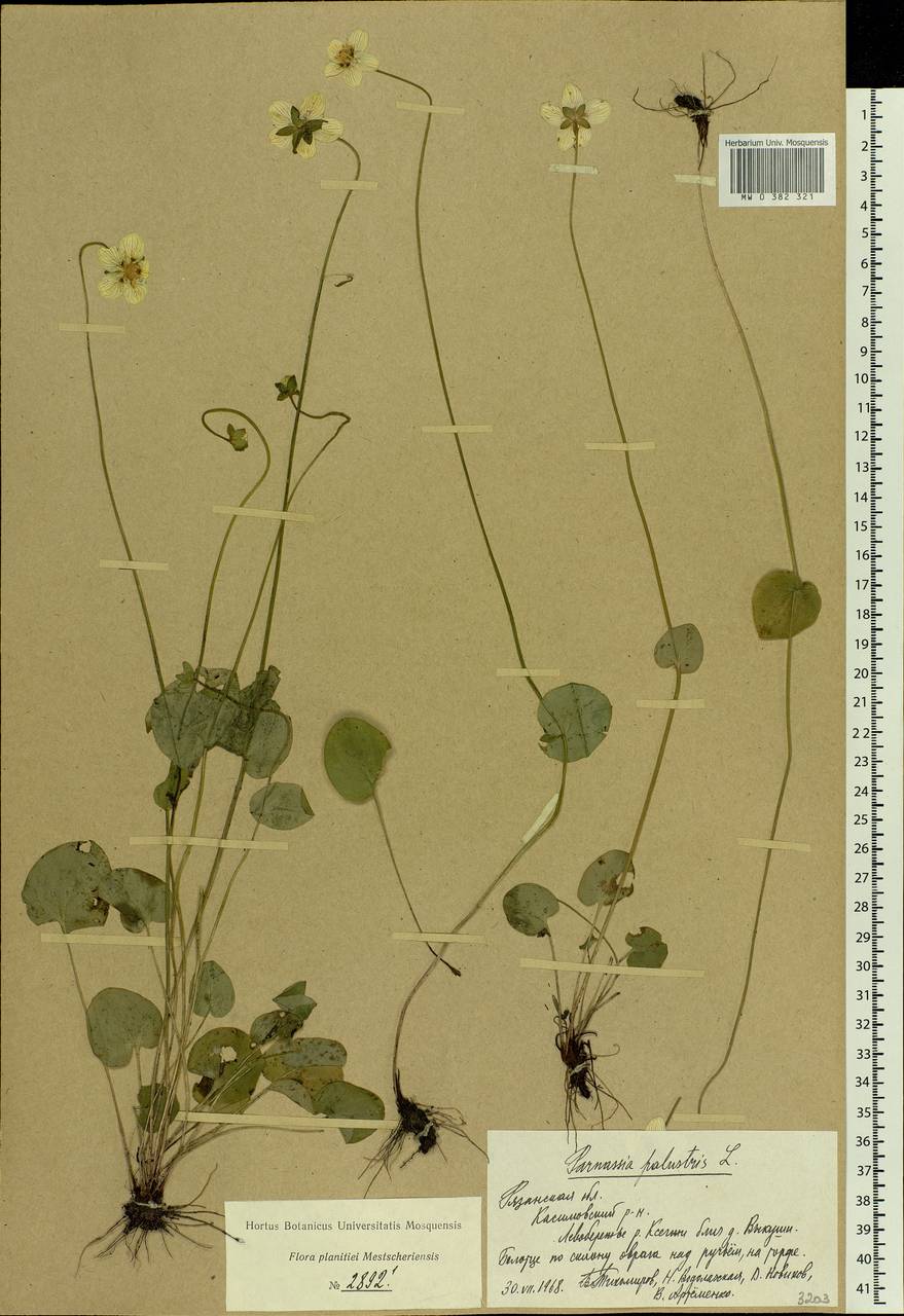 Parnassia palustris L., Eastern Europe, Central region (E4) (Russia)