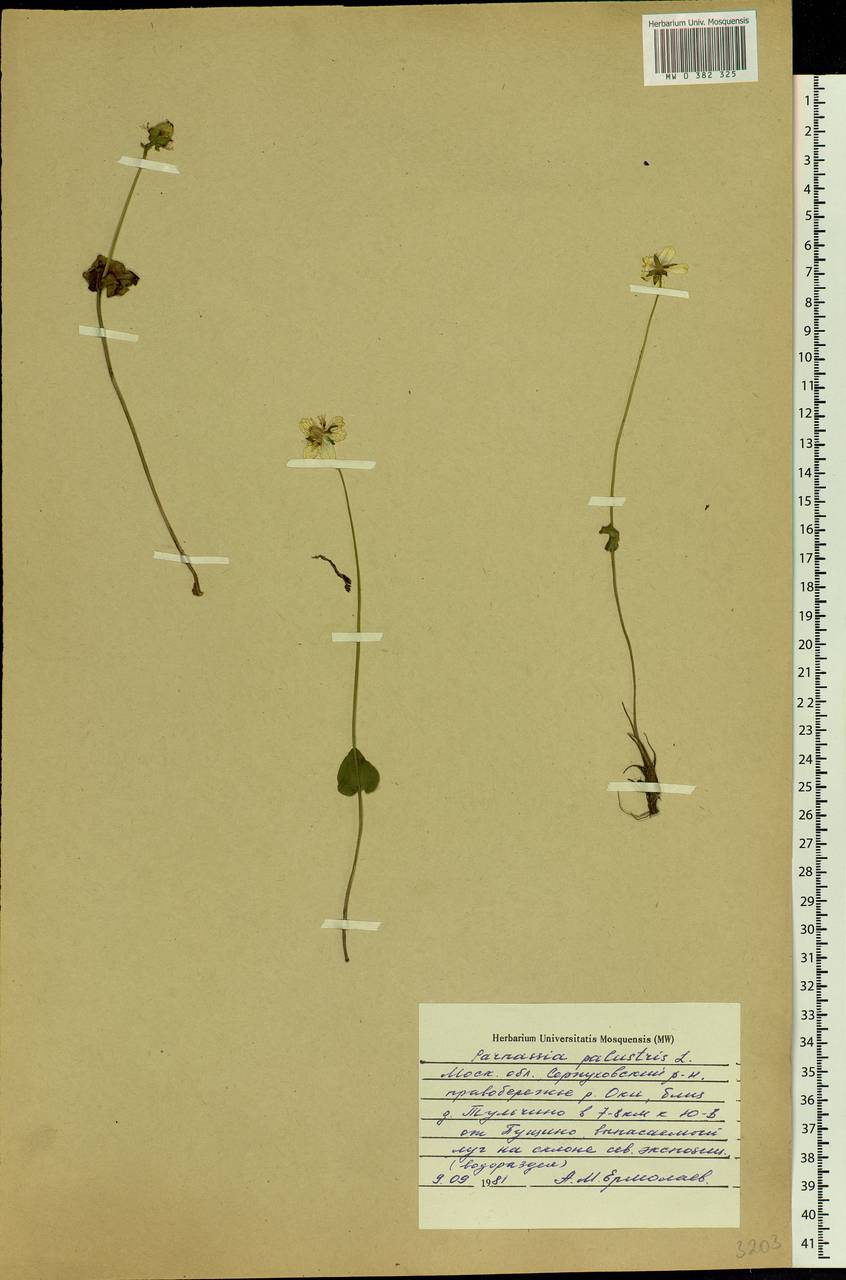 Parnassia palustris L., Eastern Europe, Moscow region (E4a) (Russia)