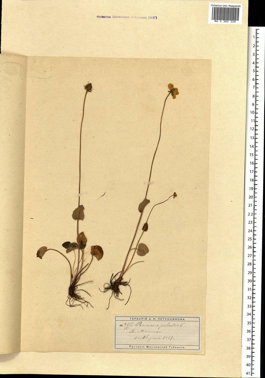 Parnassia palustris L., Eastern Europe, Moscow region (E4a) (Russia)