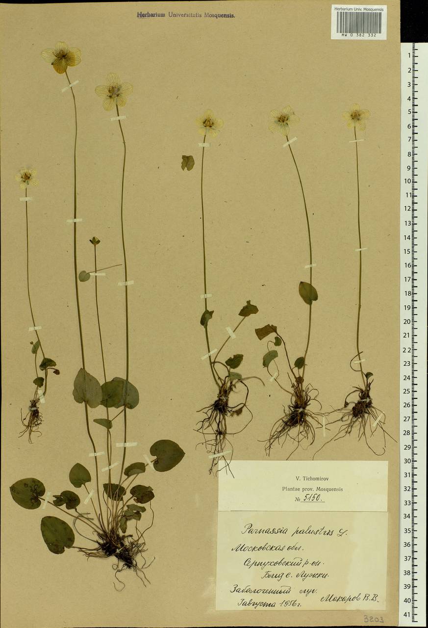 Parnassia palustris L., Eastern Europe, Moscow region (E4a) (Russia)
