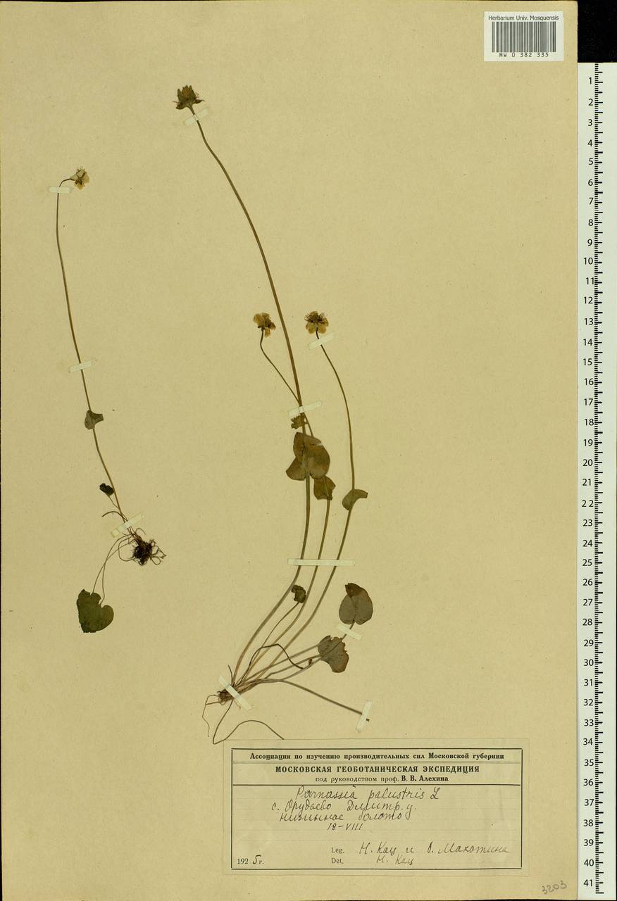 Parnassia palustris L., Eastern Europe, Moscow region (E4a) (Russia)