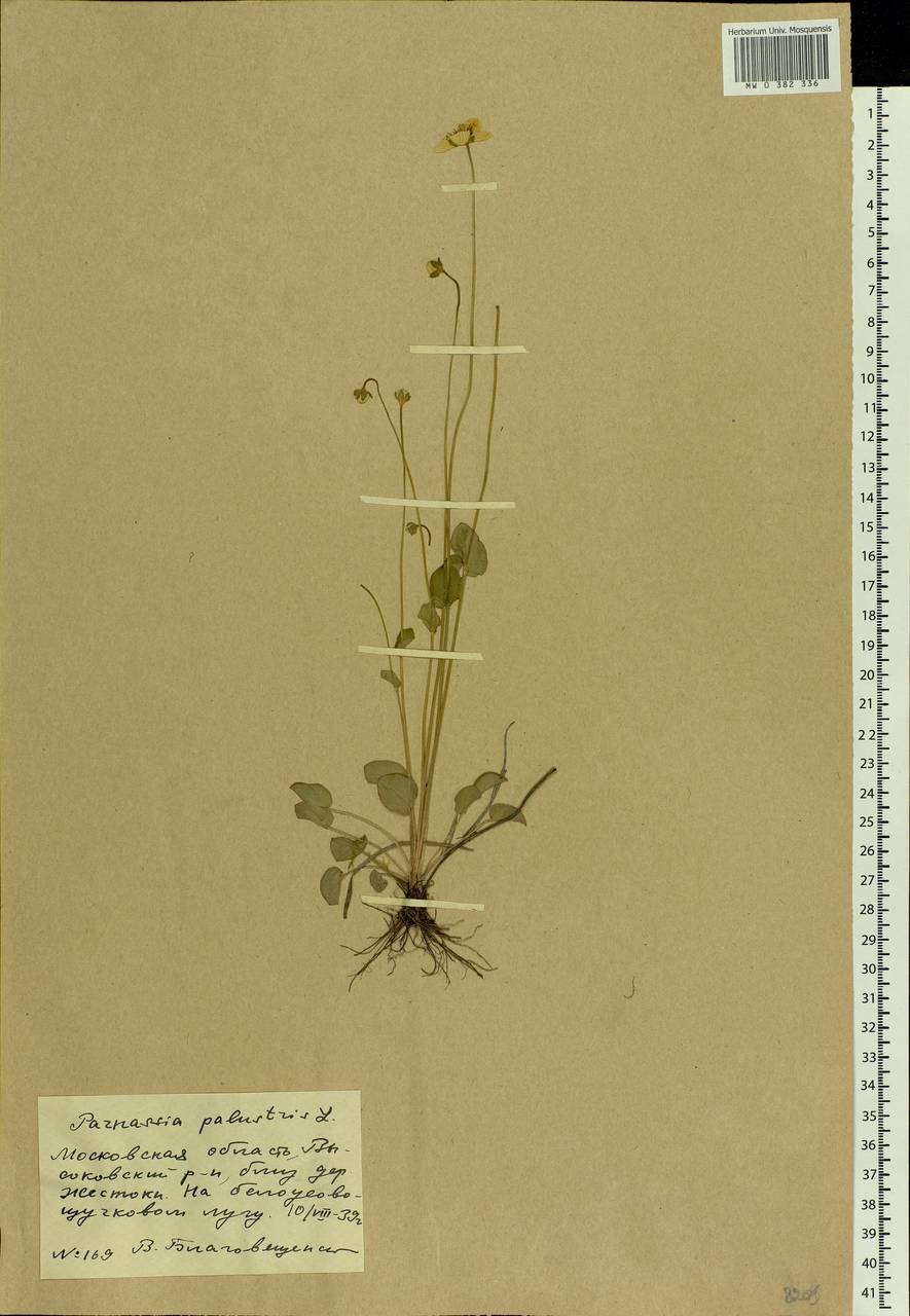 Parnassia palustris L., Eastern Europe, Moscow region (E4a) (Russia)