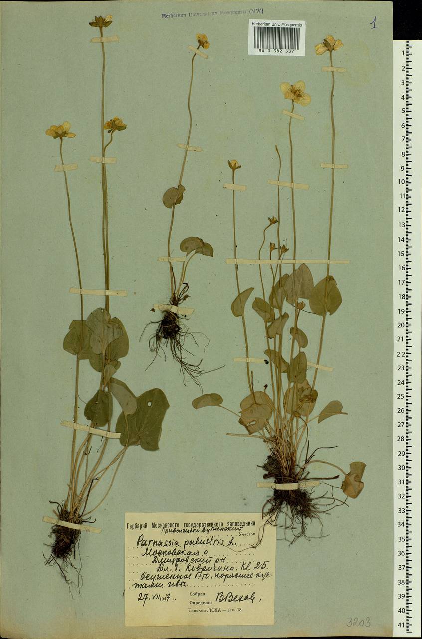 Parnassia palustris L., Eastern Europe, Moscow region (E4a) (Russia)