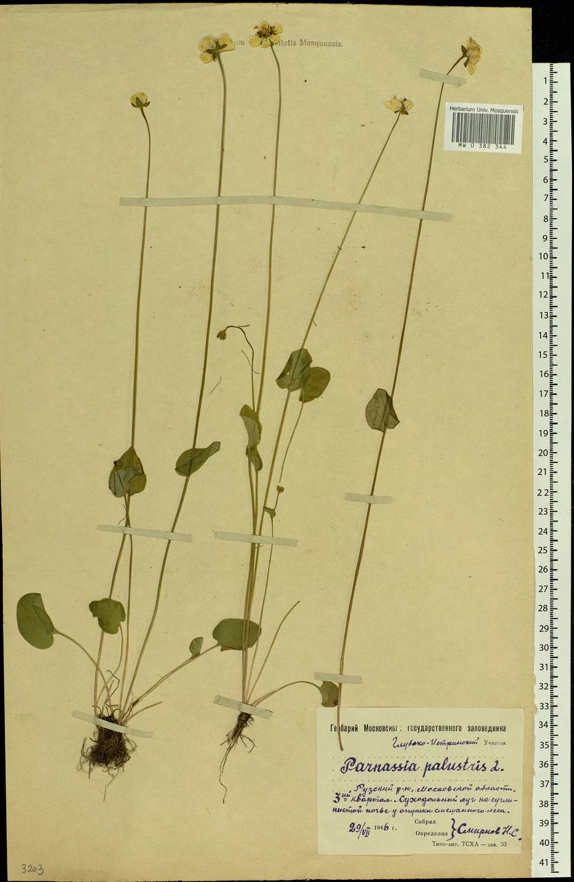 Parnassia palustris L., Eastern Europe, Moscow region (E4a) (Russia)