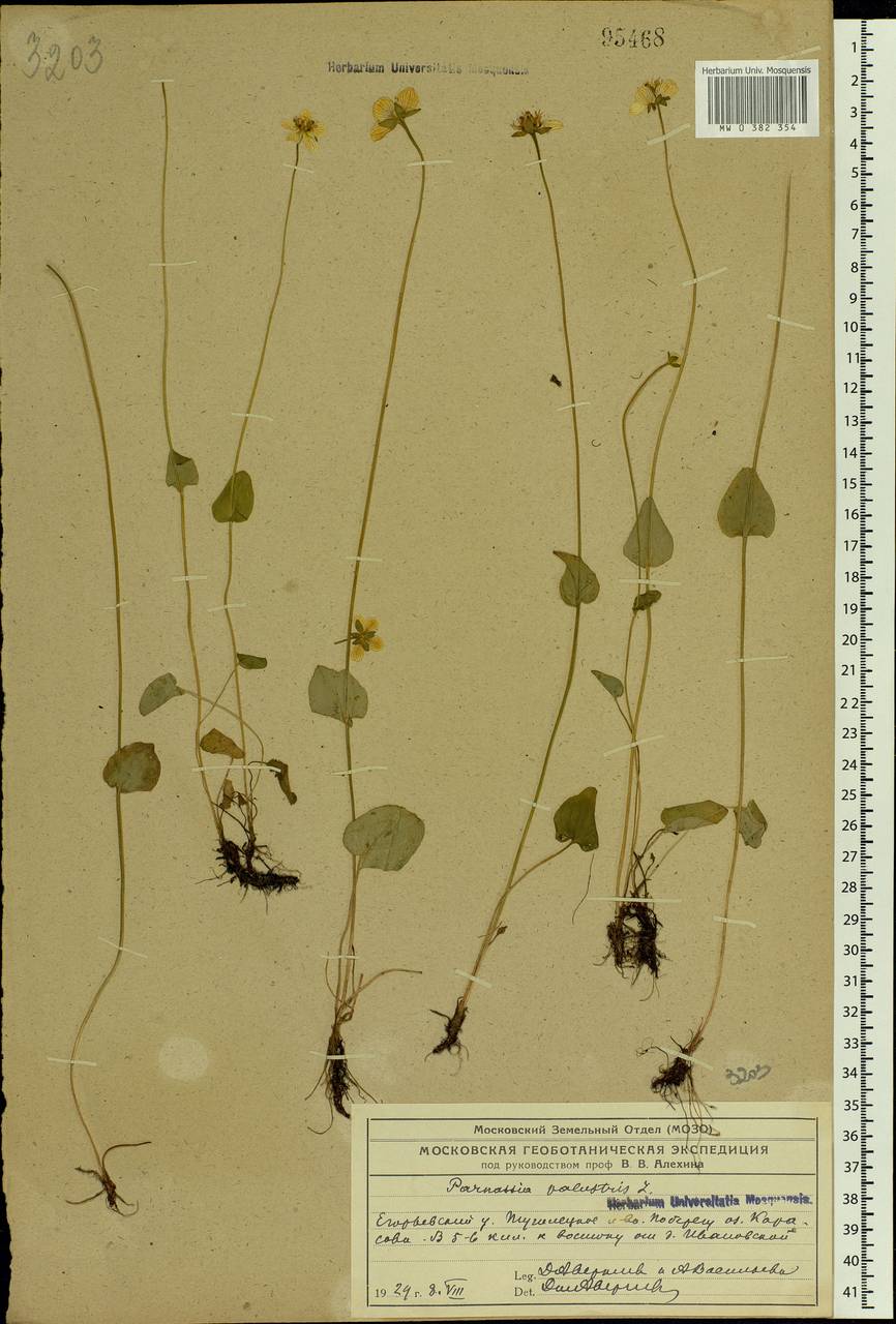 Parnassia palustris L., Eastern Europe, Moscow region (E4a) (Russia)