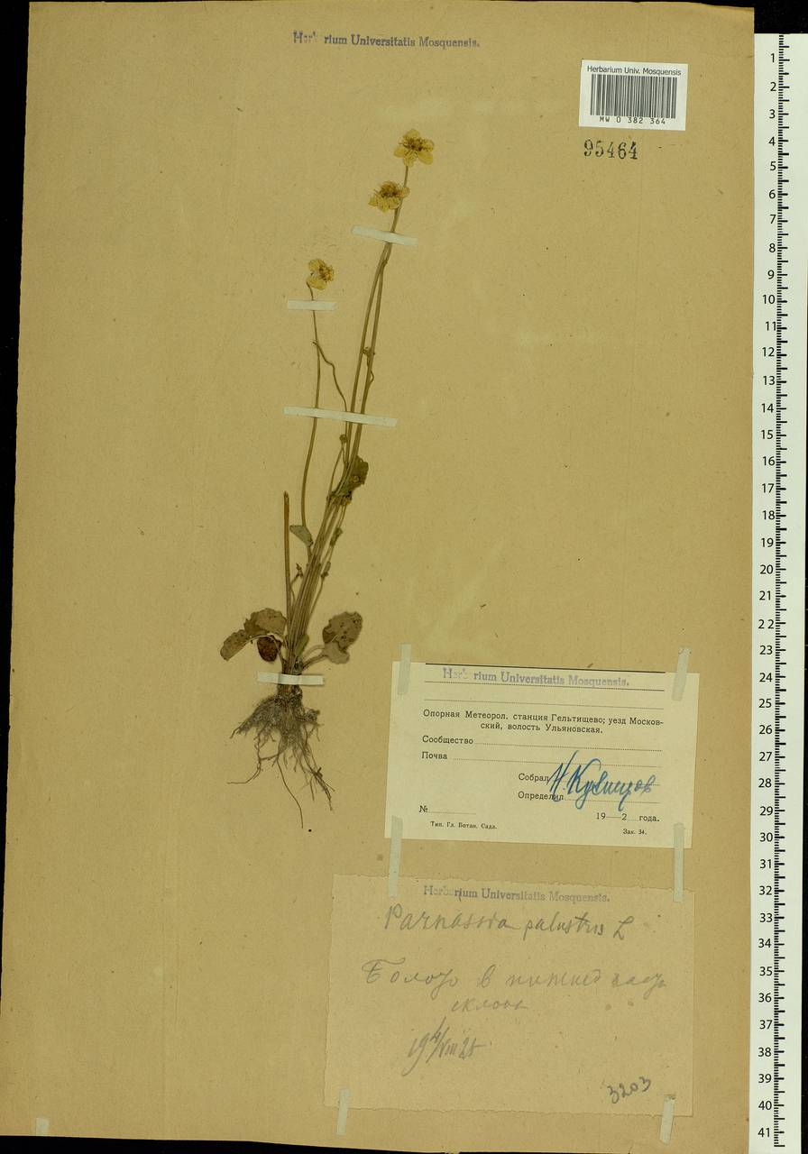 Parnassia palustris L., Eastern Europe, Moscow region (E4a) (Russia)