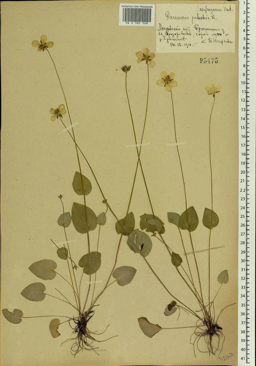 Parnassia palustris L., Eastern Europe, Moscow region (E4a) (Russia)
