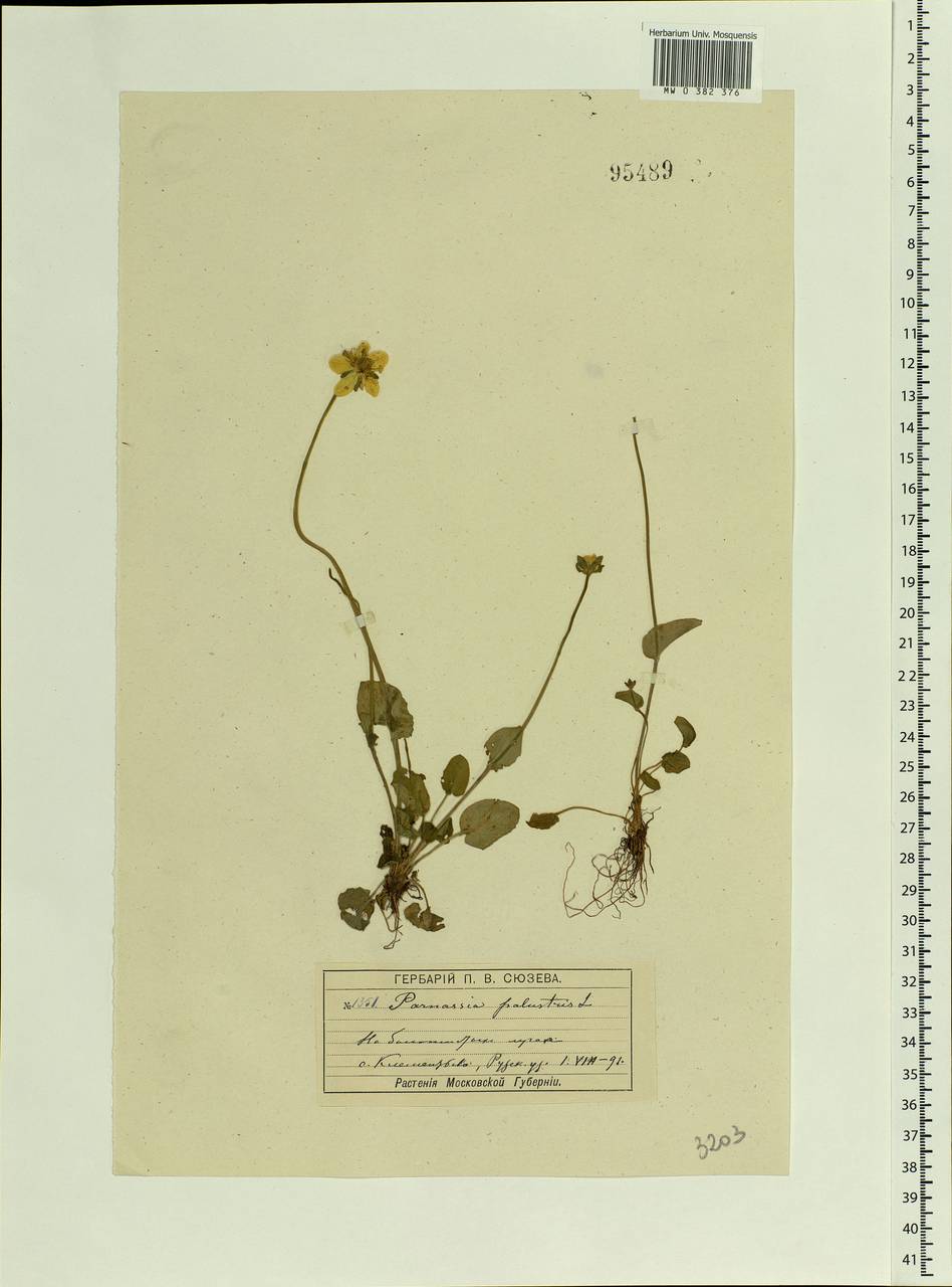 Parnassia palustris L., Eastern Europe, Moscow region (E4a) (Russia)