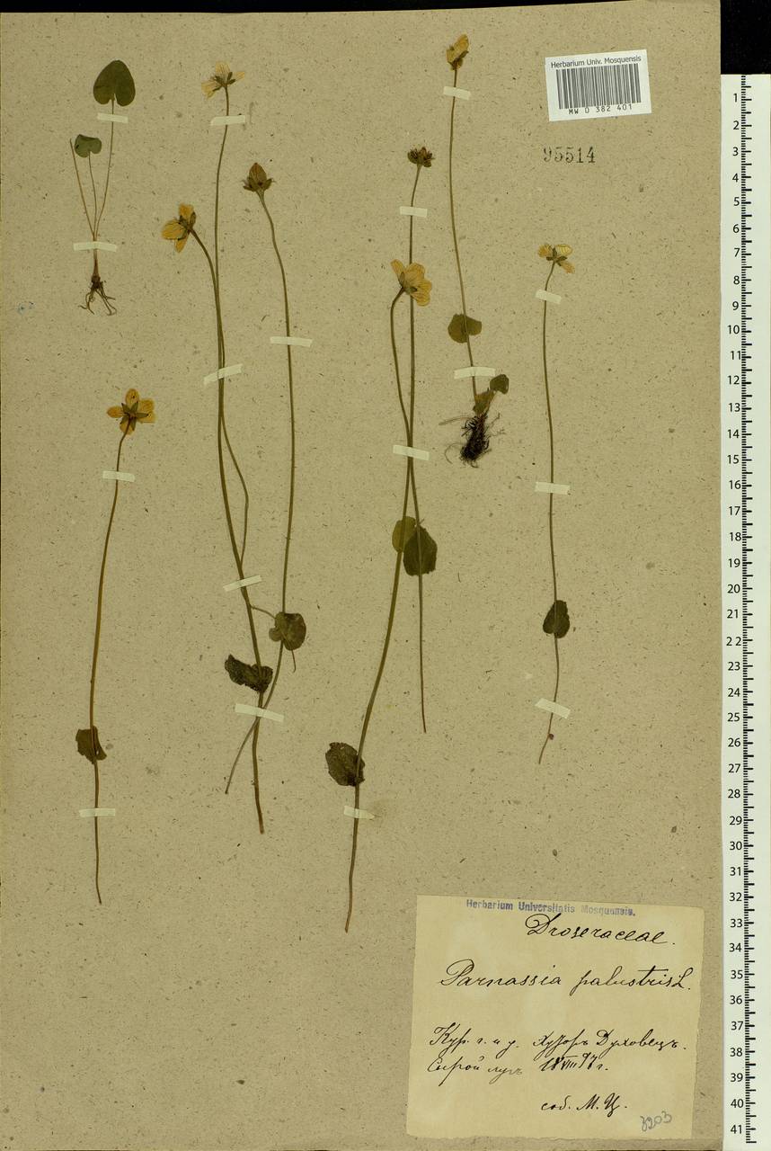 Parnassia palustris L., Eastern Europe, Central forest-and-steppe region (E6) (Russia)