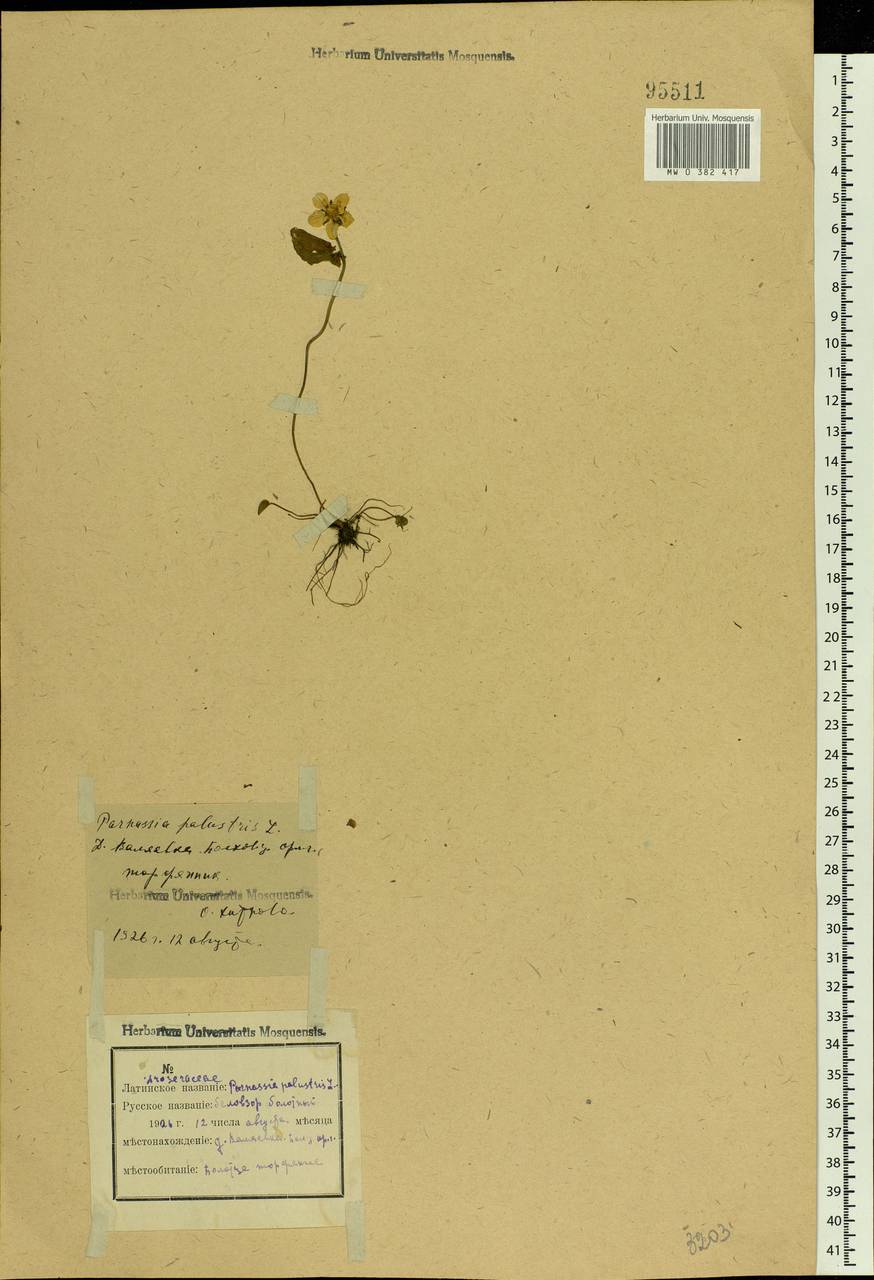 Parnassia palustris L., Eastern Europe, Central forest-and-steppe region (E6) (Russia)