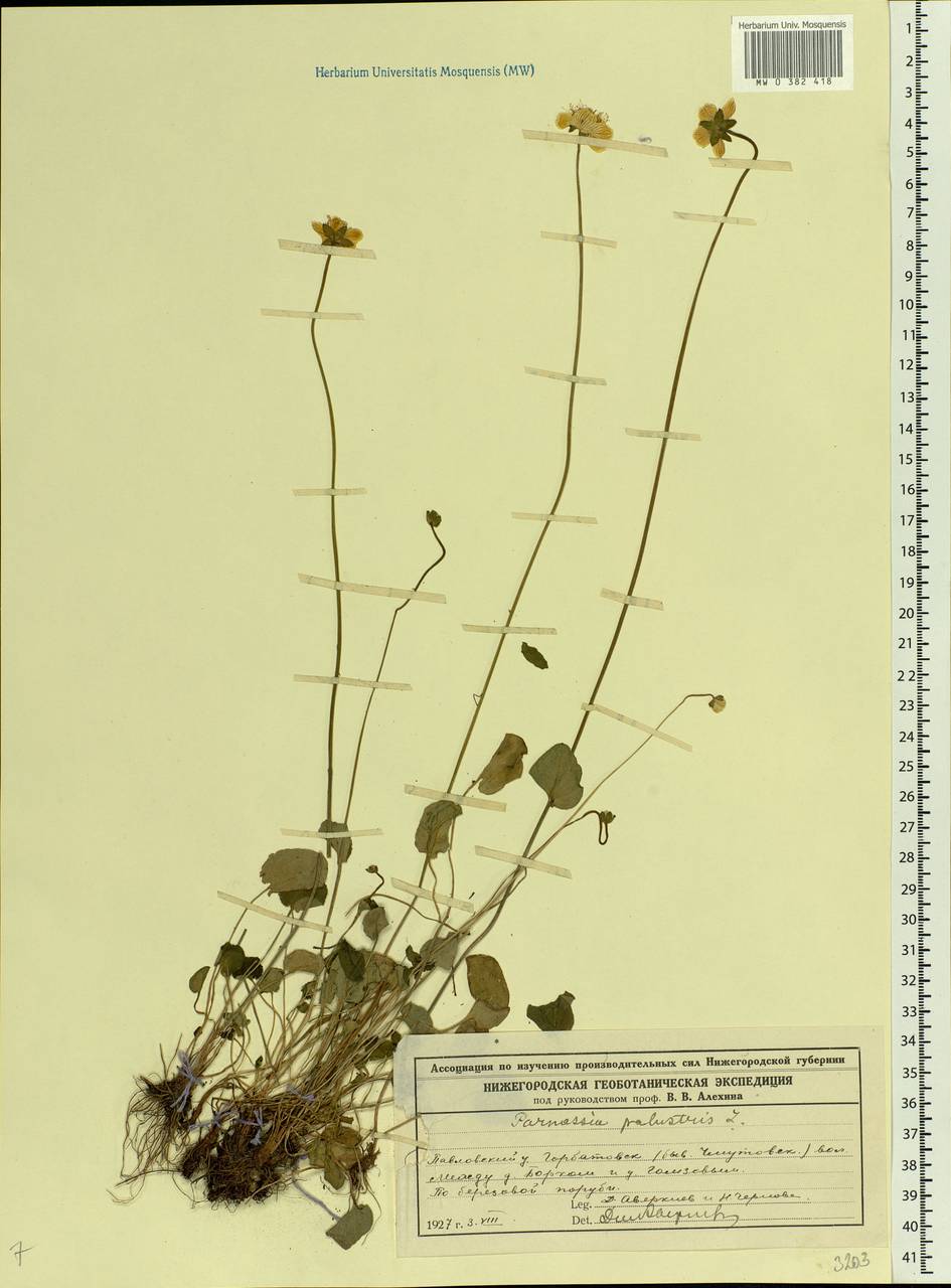 Parnassia palustris L., Eastern Europe, Volga-Kama region (E7) (Russia)