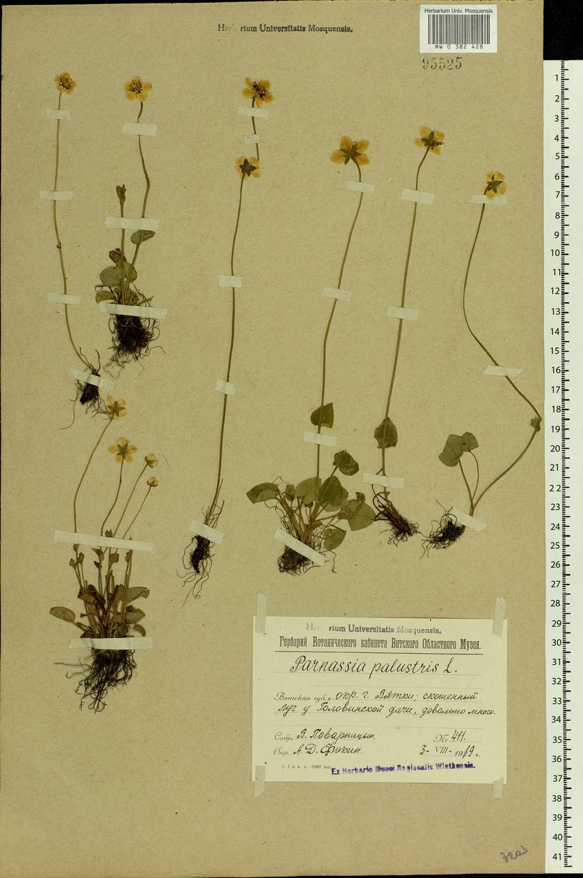 Parnassia palustris L., Eastern Europe, Volga-Kama region (E7) (Russia)