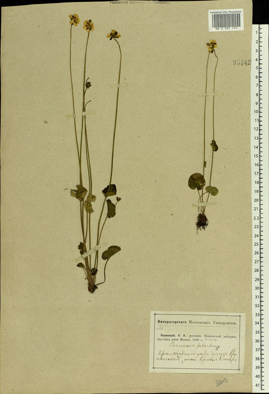Parnassia palustris L., Eastern Europe, Middle Volga region (E8) (Russia)