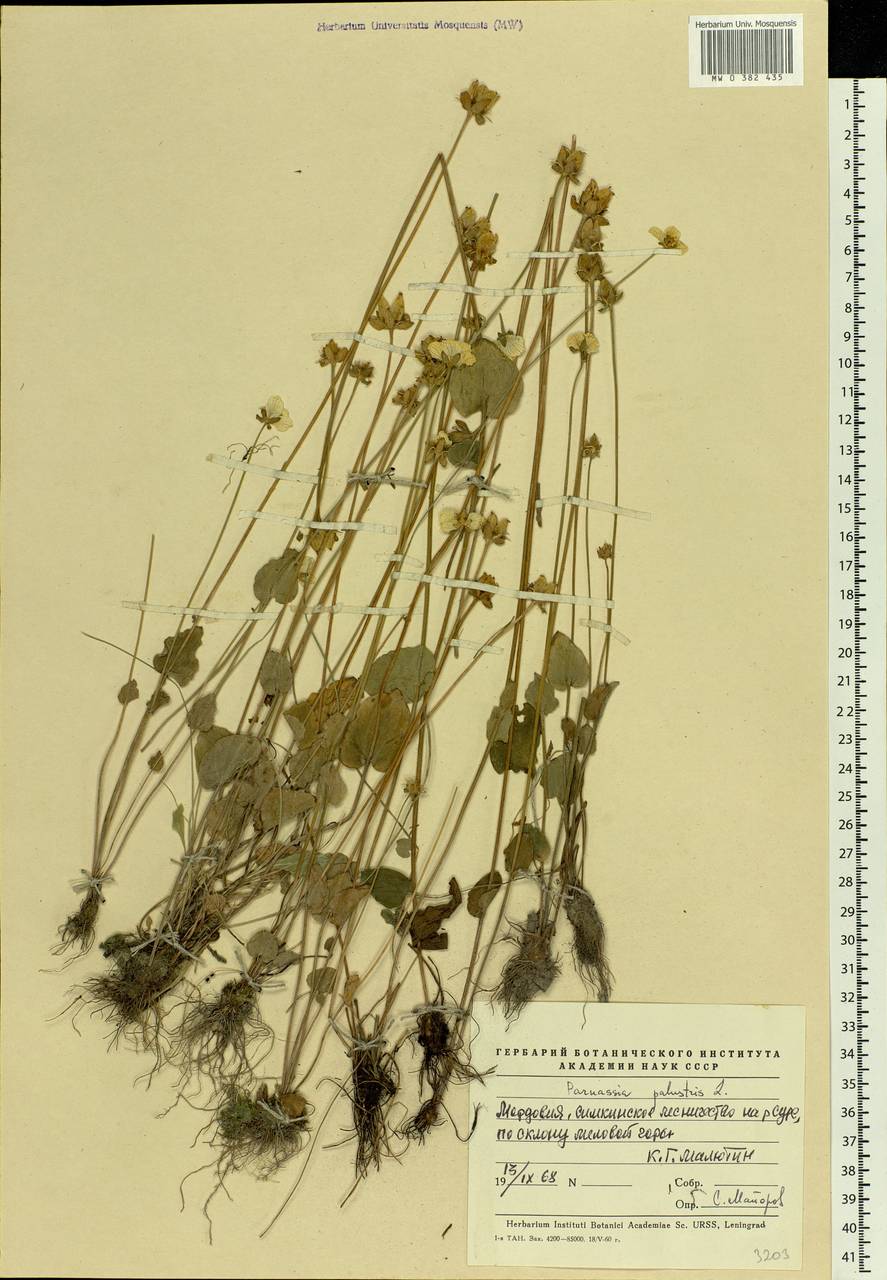 Parnassia palustris L., Eastern Europe, Middle Volga region (E8) (Russia)