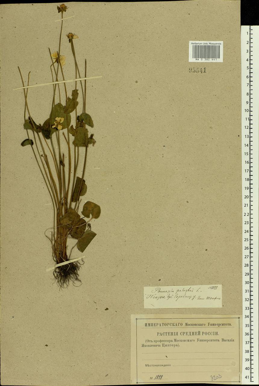 Parnassia palustris L., Eastern Europe, Middle Volga region (E8) (Russia)