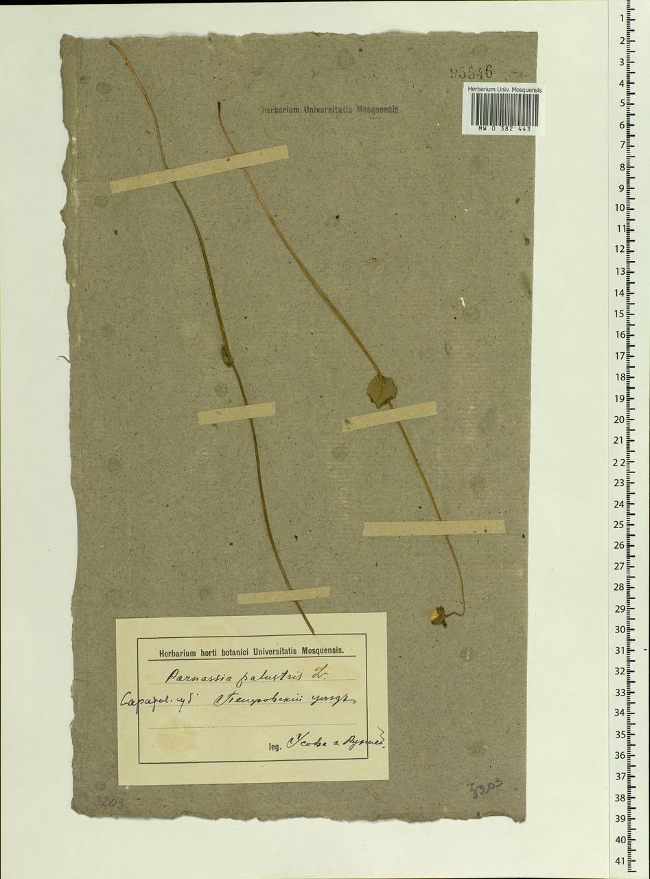 Parnassia palustris L., Eastern Europe, Middle Volga region (E8) (Russia)