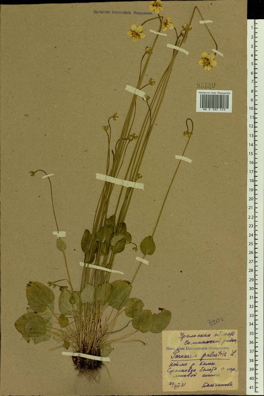 Parnassia palustris L., Eastern Europe, Eastern region (E10) (Russia)
