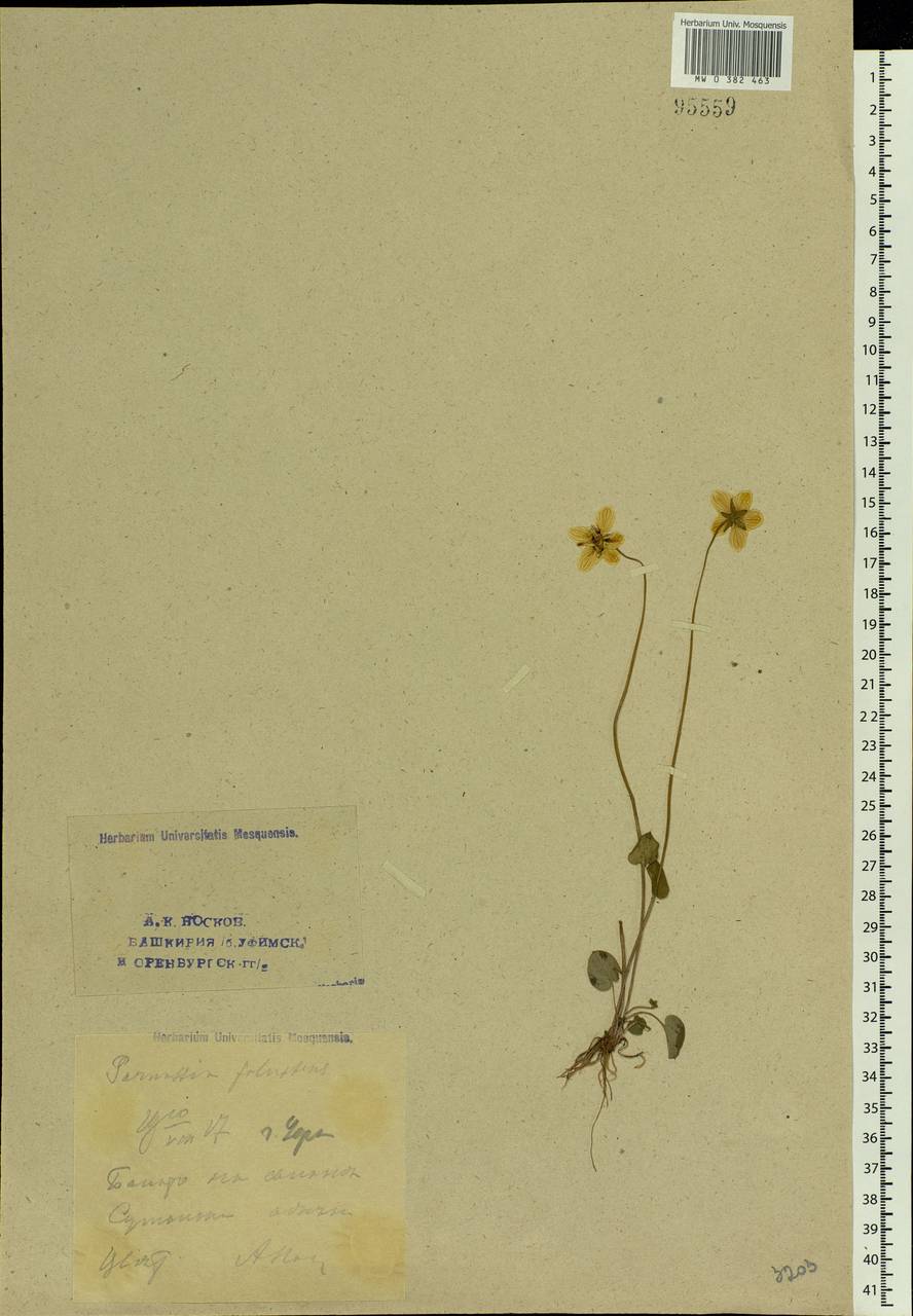 Parnassia palustris L., Eastern Europe, Eastern region (E10) (Russia)