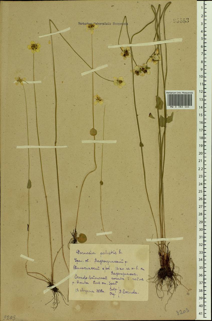 Parnassia palustris L., Eastern Europe, Eastern region (E10) (Russia)