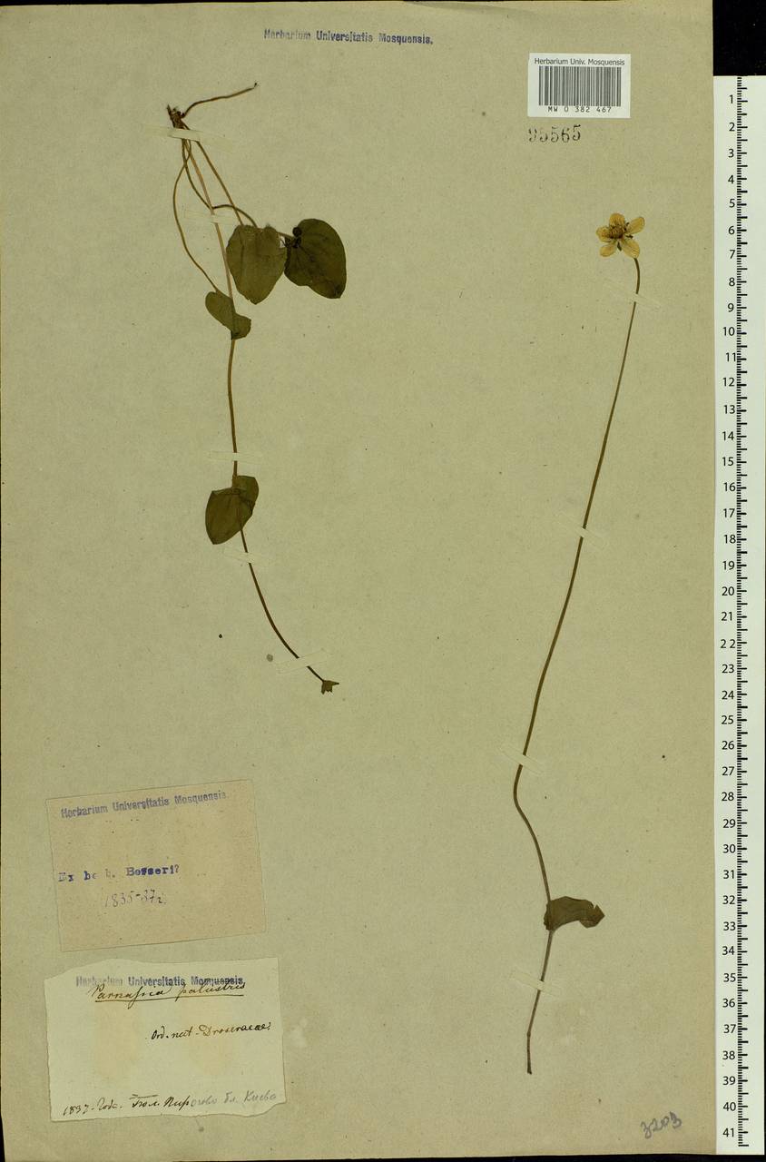 Parnassia palustris L., Eastern Europe, North Ukrainian region (E11) (Ukraine)