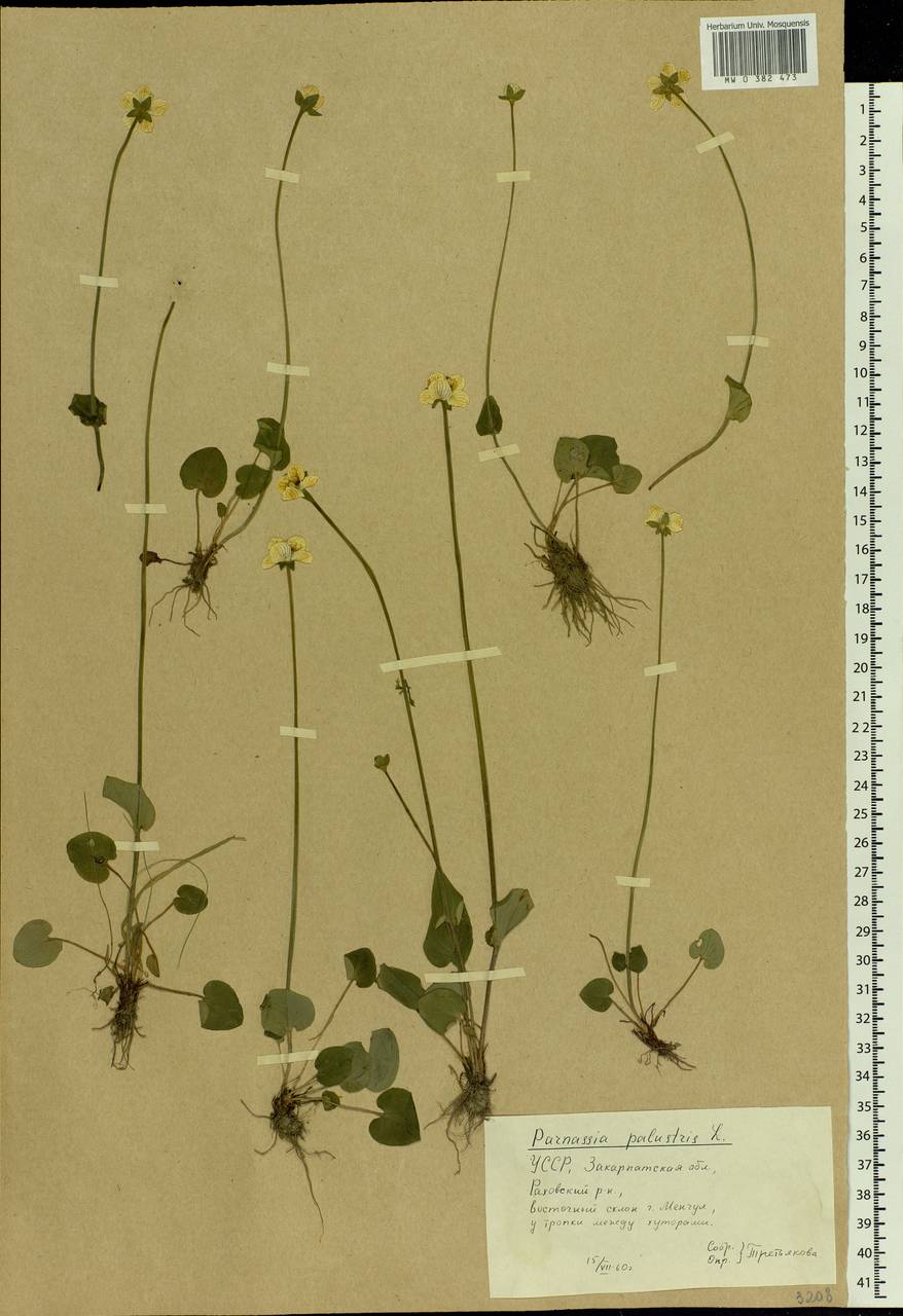 Parnassia palustris L., Eastern Europe, West Ukrainian region (E13) (Ukraine)