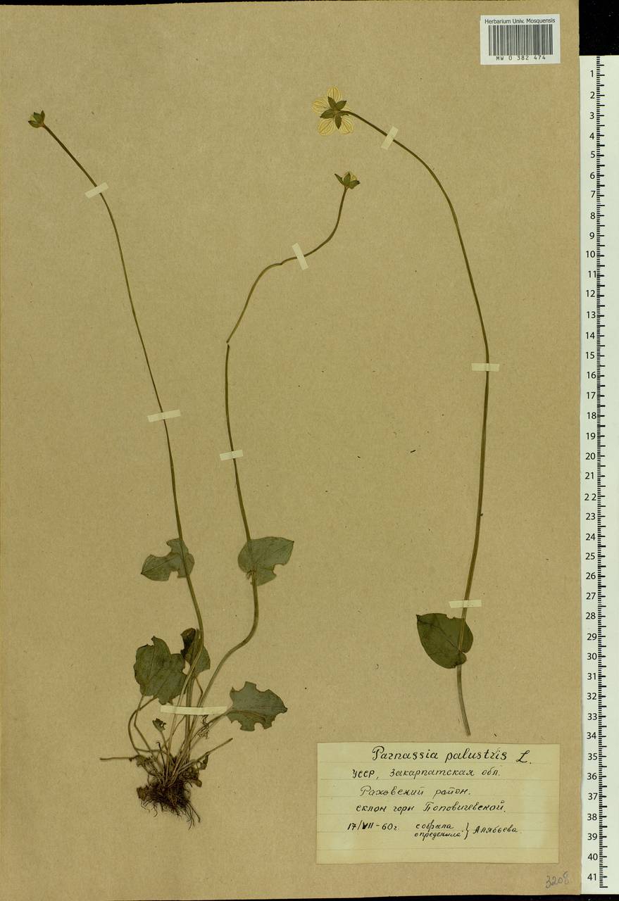 Parnassia palustris L., Eastern Europe, West Ukrainian region (E13) (Ukraine)