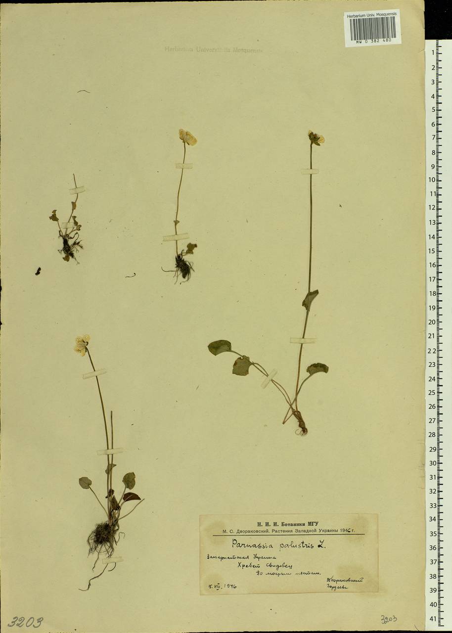 Parnassia palustris L., Eastern Europe, West Ukrainian region (E13) (Ukraine)