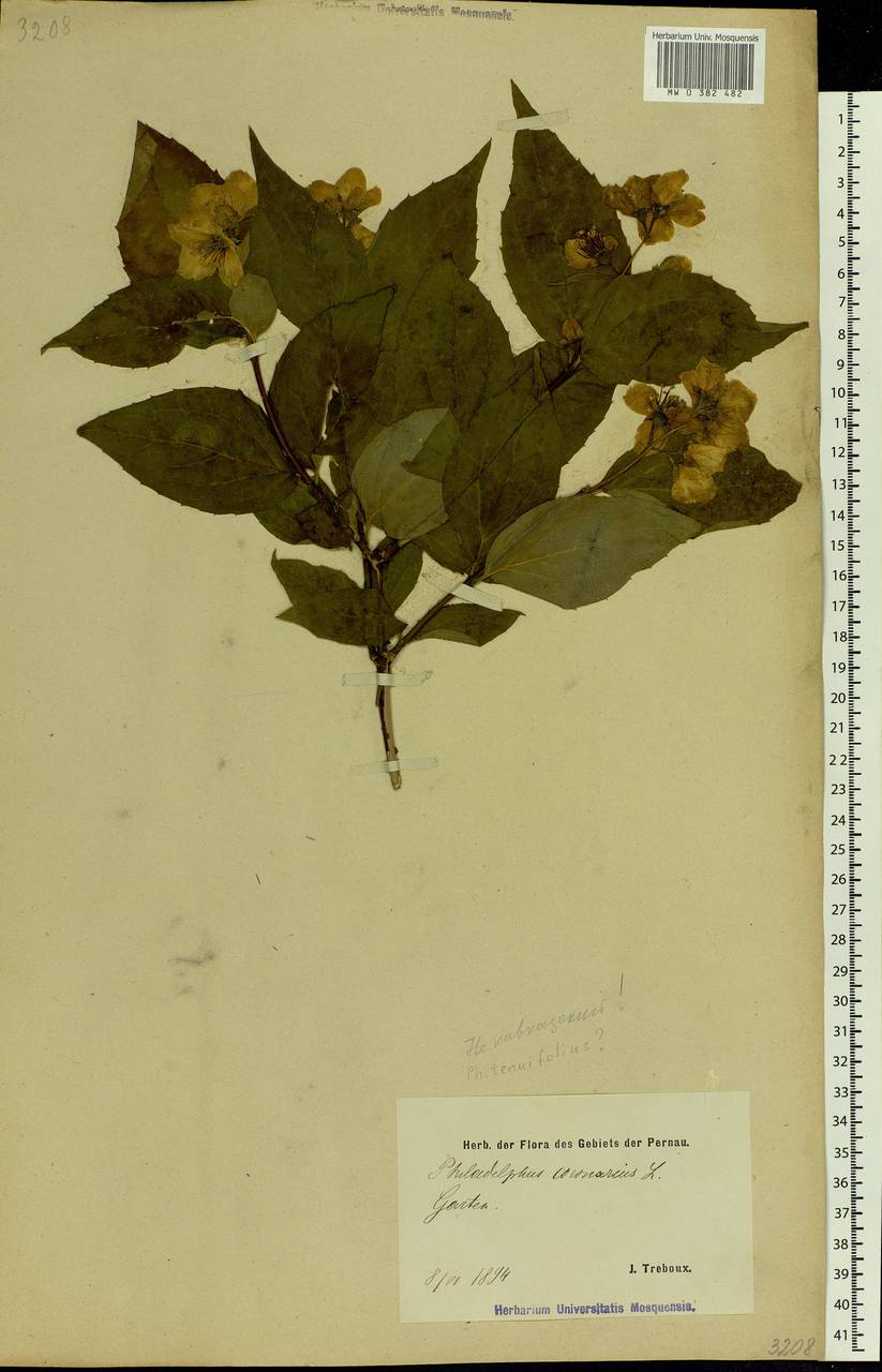 Philadelphus coronarius L., Eastern Europe, Estonia (E2c) (Estonia)