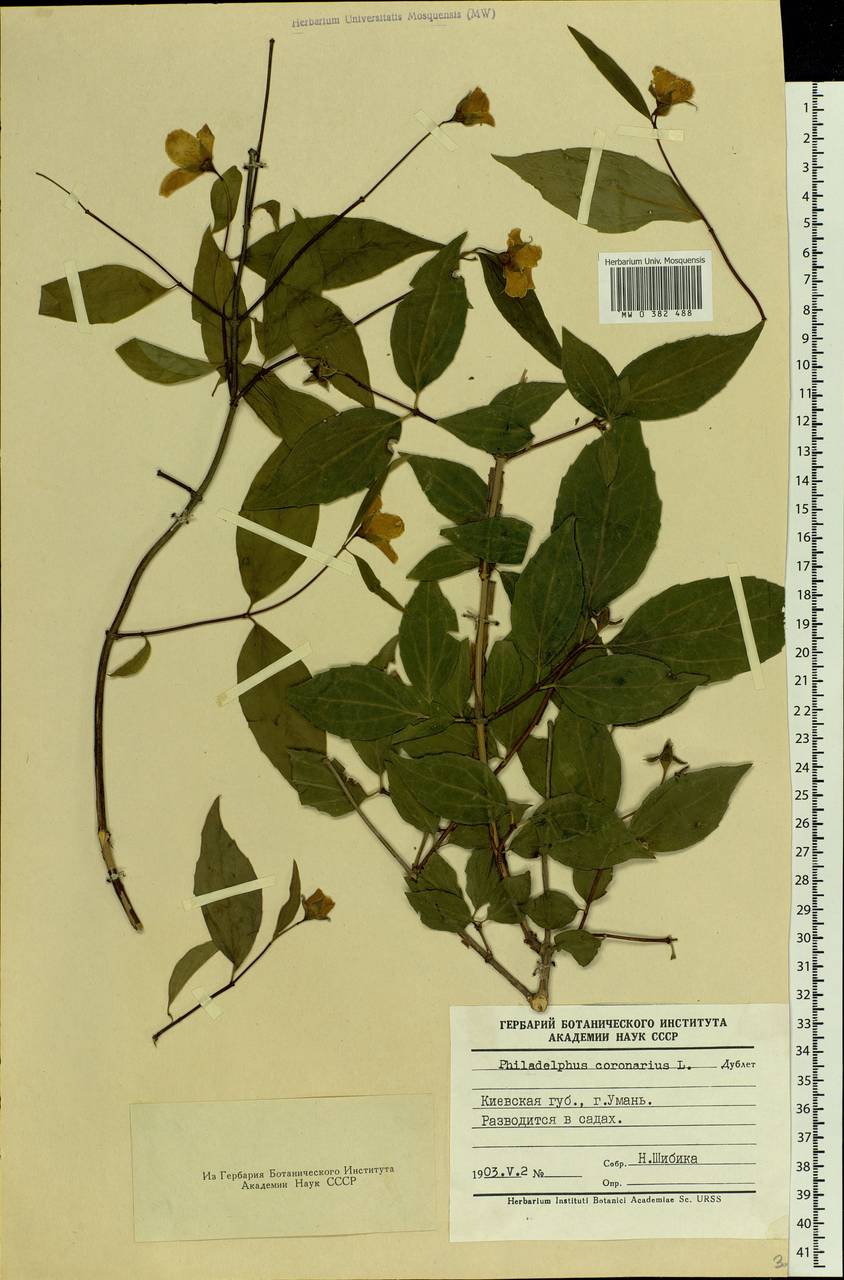 Philadelphus coronarius L., Eastern Europe, South Ukrainian region (E12) (Ukraine)