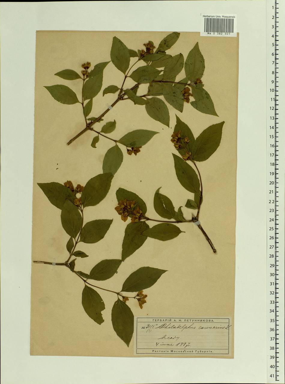 Philadelphus tenuifolius Rupr. & Maxim., Eastern Europe, Moscow region (E4a) (Russia)