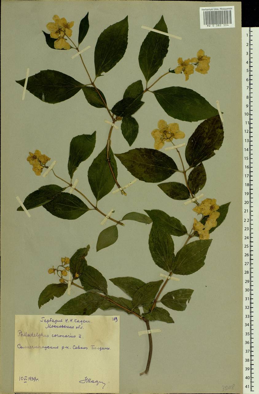Philadelphus tenuifolius Rupr. & Maxim., Eastern Europe, Moscow region (E4a) (Russia)