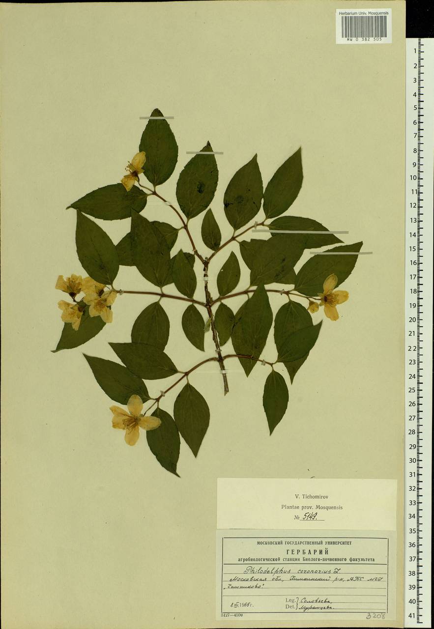 Philadelphus tenuifolius Rupr. & Maxim., Eastern Europe, Moscow region (E4a) (Russia)