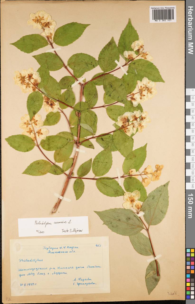 Philadelphus coronarius L., Eastern Europe, Moscow region (E4a) (Russia)