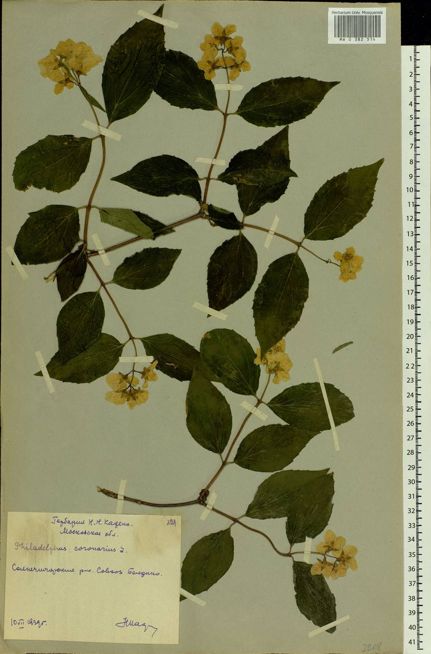 Philadelphus tenuifolius Rupr. & Maxim., Eastern Europe, Moscow region (E4a) (Russia)