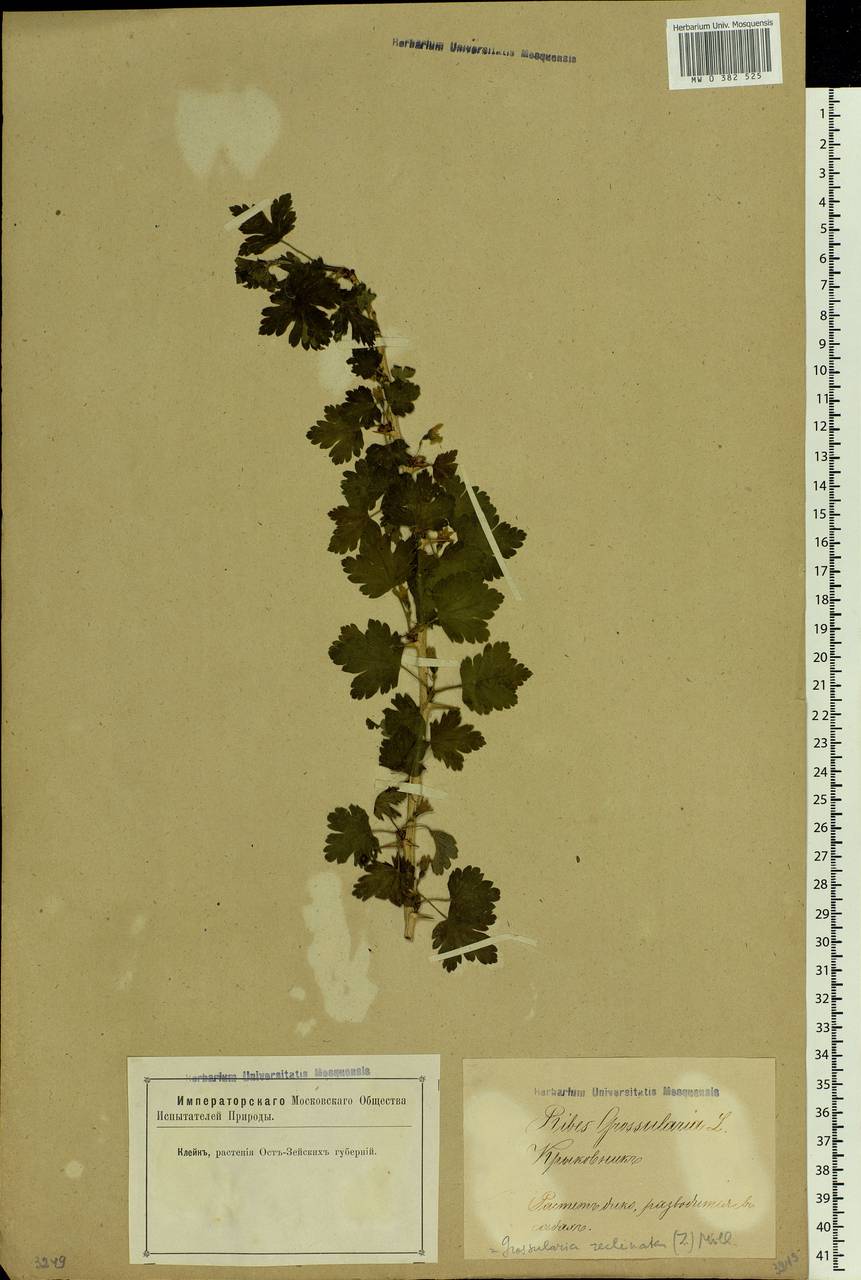 Ribes uva-crispa L., Eastern Europe, Latvia (E2b) (Latvia)