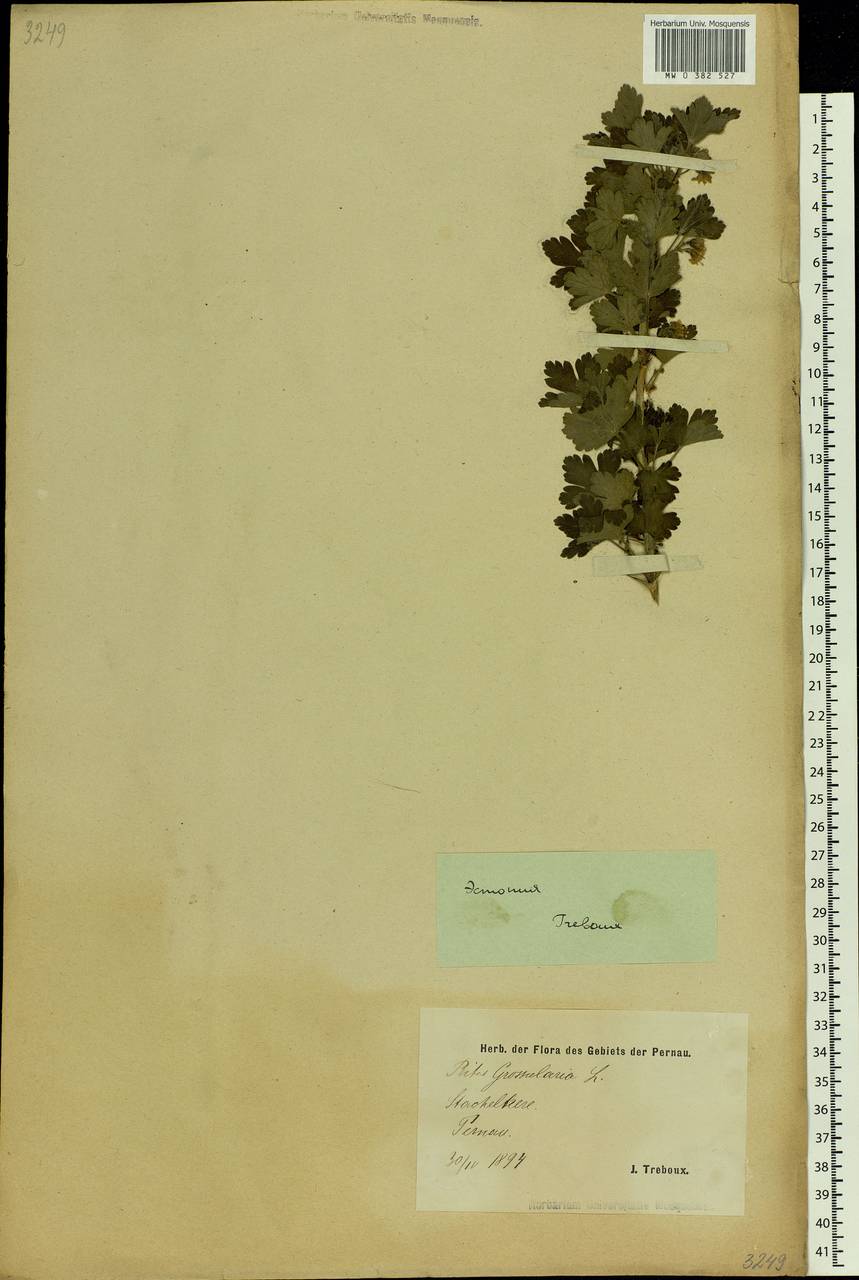 Ribes uva-crispa L., Eastern Europe, Estonia (E2c) (Estonia)