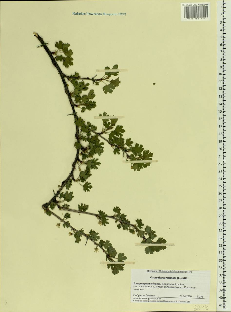 Ribes uva-crispa L., Eastern Europe, Central region (E4) (Russia)