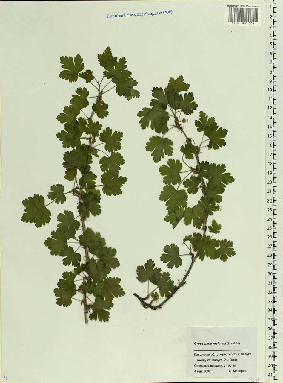 Ribes uva-crispa L., Eastern Europe, Central region (E4) (Russia)