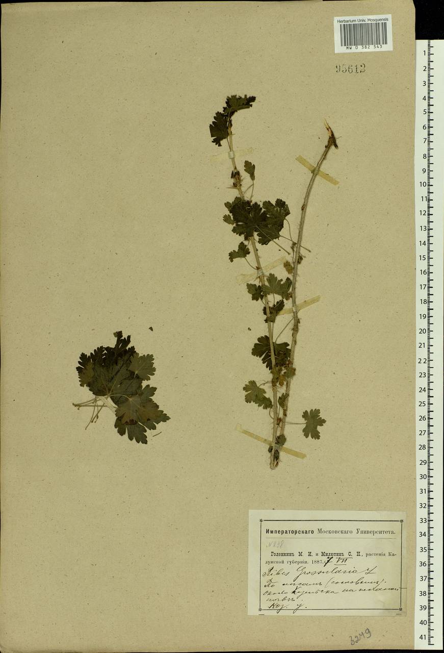 Ribes uva-crispa L., Eastern Europe, Central region (E4) (Russia)