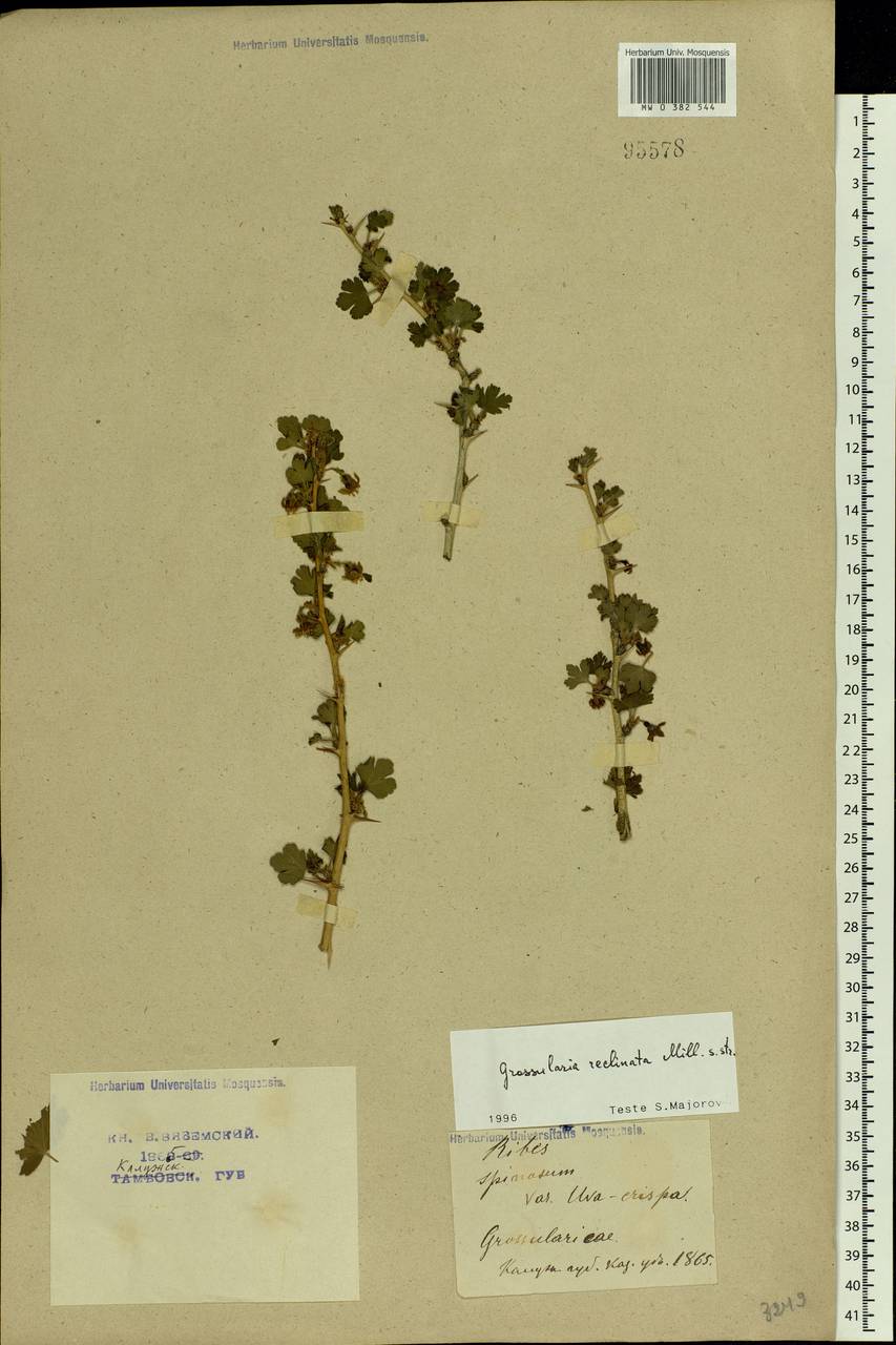 Ribes uva-crispa L., Eastern Europe, Central region (E4) (Russia)