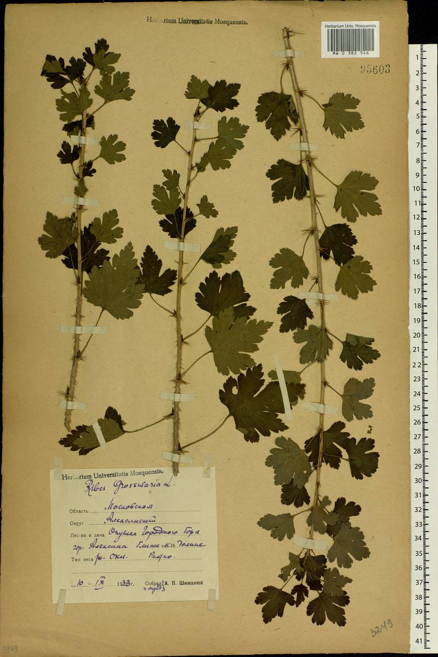 Ribes uva-crispa L., Eastern Europe, Central region (E4) (Russia)