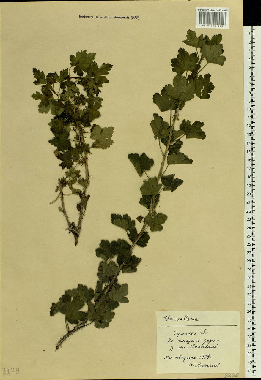 Ribes uva-crispa L., Eastern Europe, Central region (E4) (Russia)